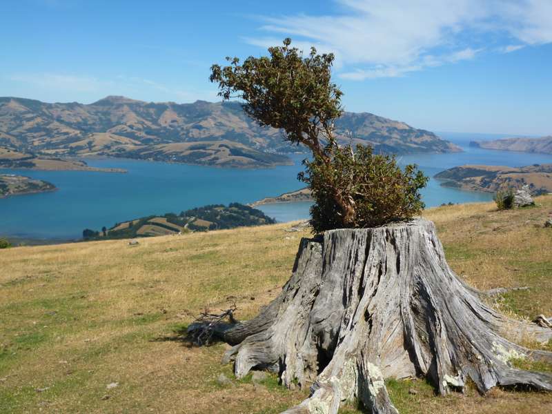 026 Akaroa Harbour Tree 1st Feb 2013.JPG